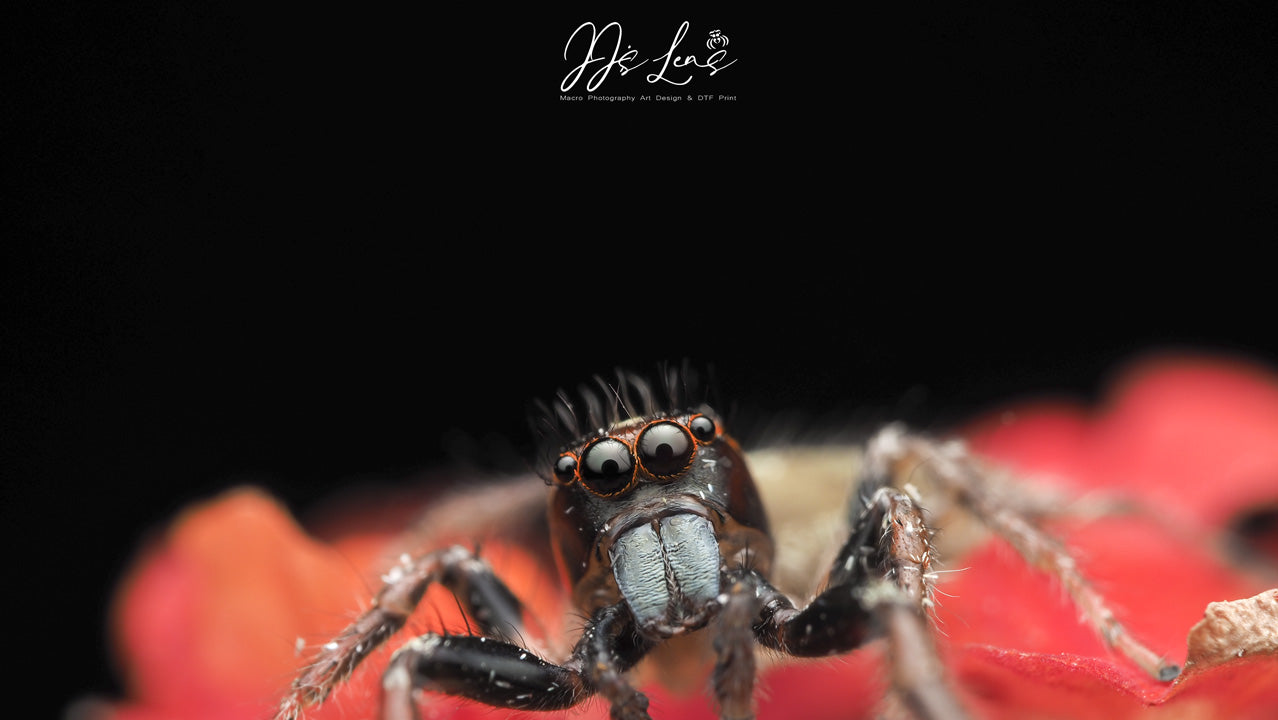 Macro Jumping Spider T-Shirt - Signature Design 001 Mens