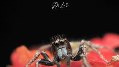 Macro Jumping Spider T-Shirt - Signature Design 003-BLUE Mens